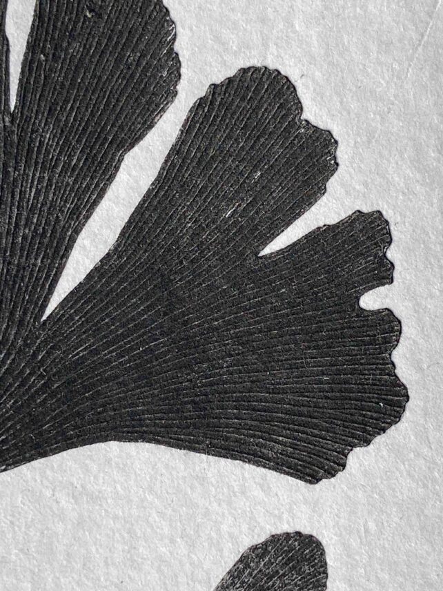 Ginkgo Biloba – Image 2
