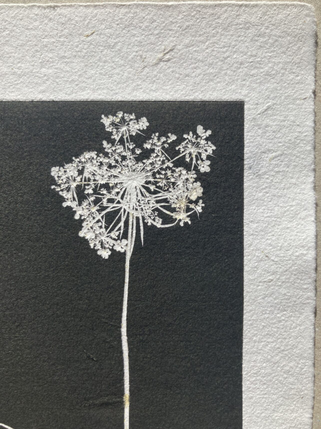 Monotype, empreinte réalisée à partir d'une vraie plante, pièce unique
