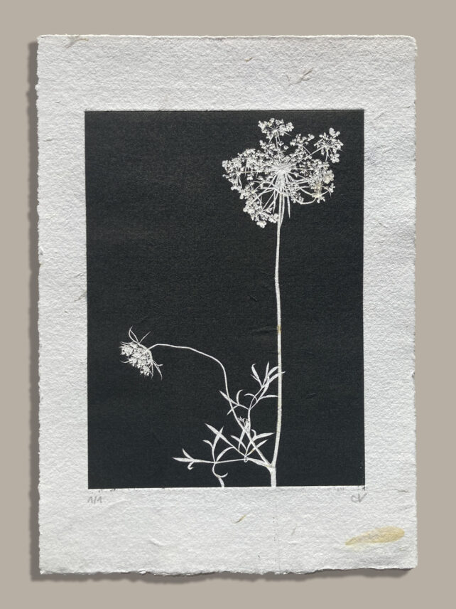 Carotte sauvage – Image 2