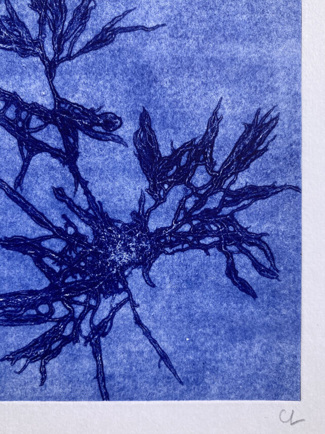 Monotype, empreinte d'une algue, pièce unique