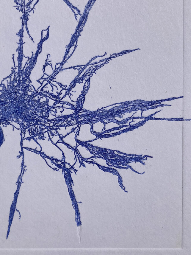 Monotype, empreinte d'une algue, pièce unique