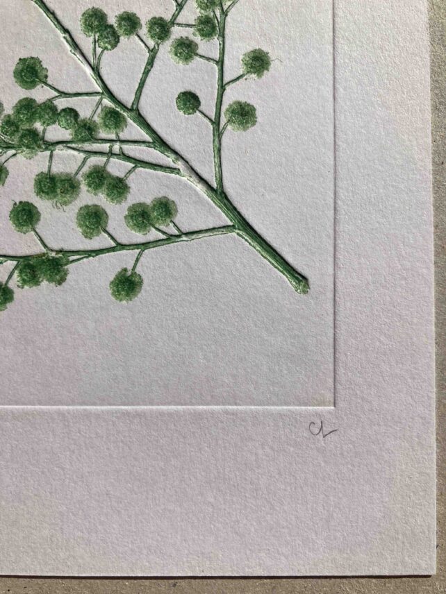 Mimosa – Image 2