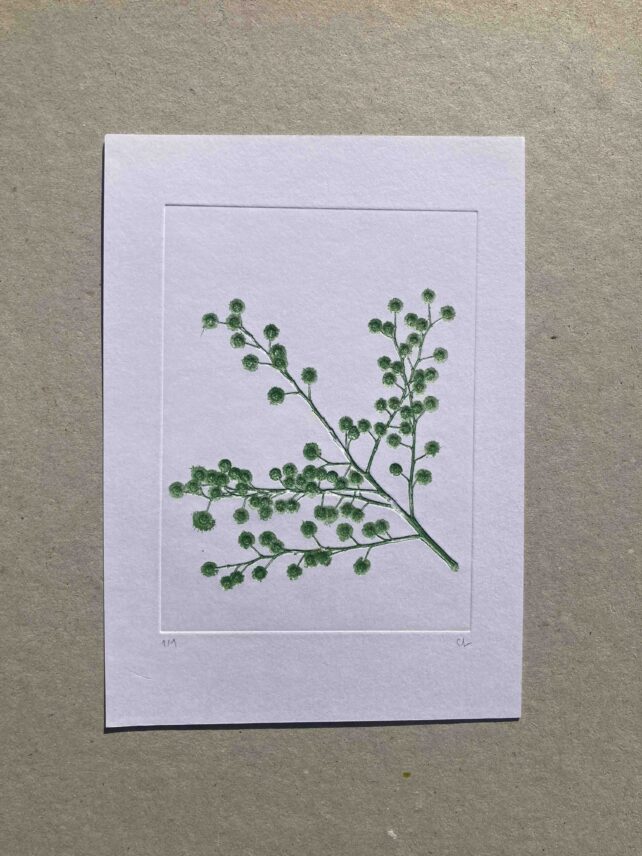 Mimosa
