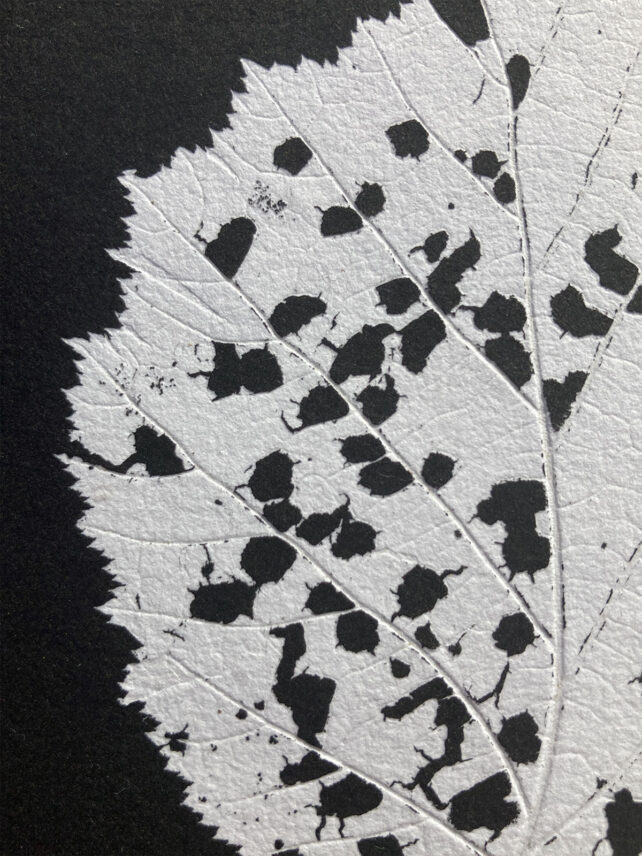 Monotype, empreinte réalisée à partir d'une vraie plante, pièce unique