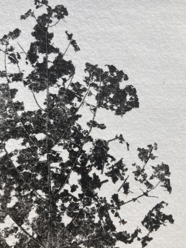 Monotype, empreinte réalisée à partir d'une vraie plante, pièce unique