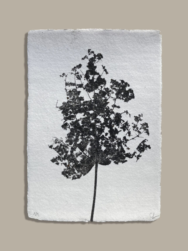 Monotype, empreinte réalisée à partir d'une vraie plante, pièce unique