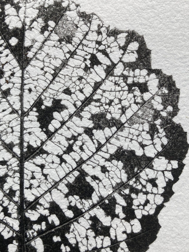 Monotype, empreinte réalisée à partir d'une vraie plante, pièce unique