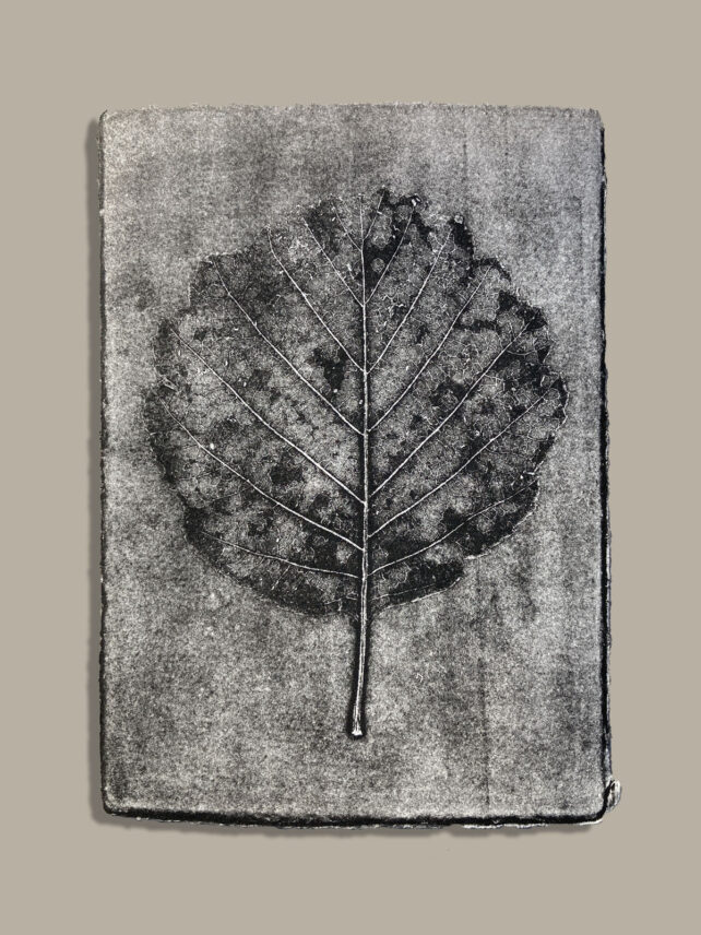 Monotype, empreinte réalisée à partir d'une vraie plante, pièce unique