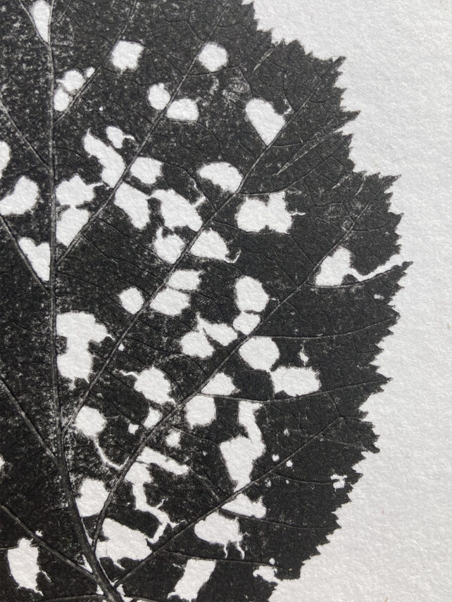 Monotype, empreinte réalisée à partir d'une vraie plante, pièce unique