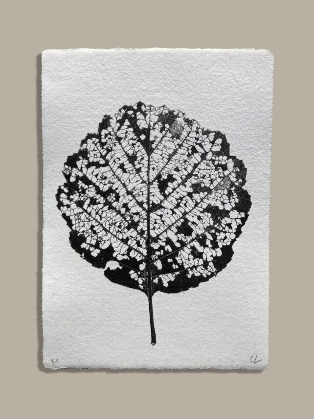 Monotype, empreinte réalisée à partir d'une vraie plante, pièce unique