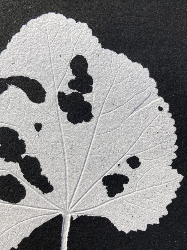 Monotype, empreinte réalisée à partir d'une vraie plante, pièce unique