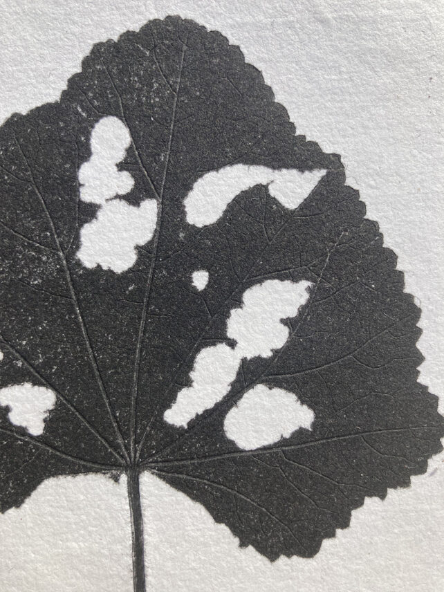 Monotype, empreinte réalisée à partir d'une vraie plante, pièce unique