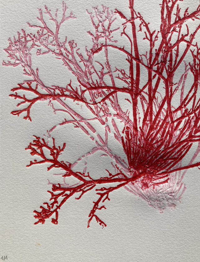 Monotype, empreinte d'une algue, pièce unique