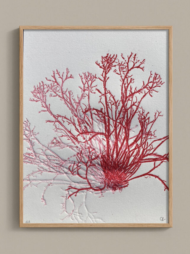 Monotype, empreinte d'une algue, pièce unique