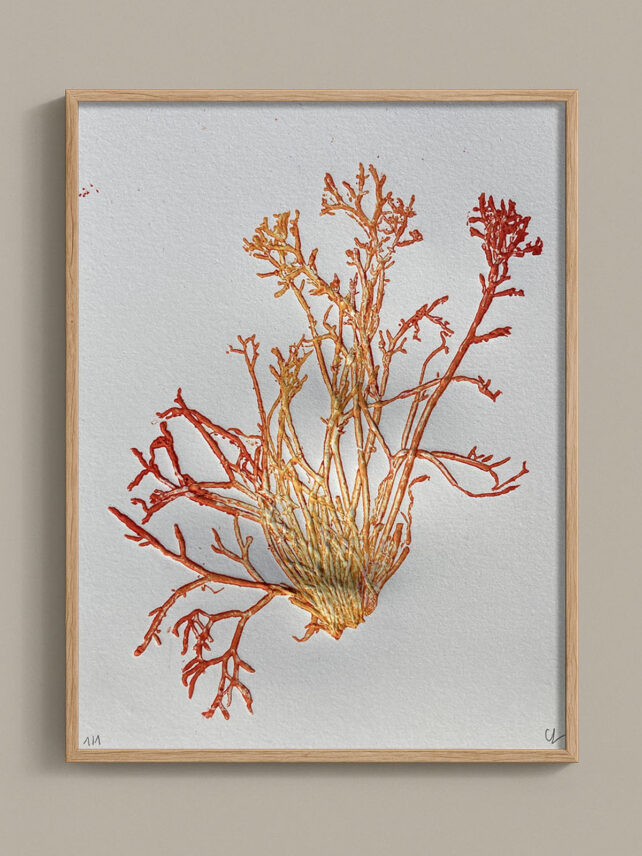 Monotype, empreinte d'une algue, pièce unique
