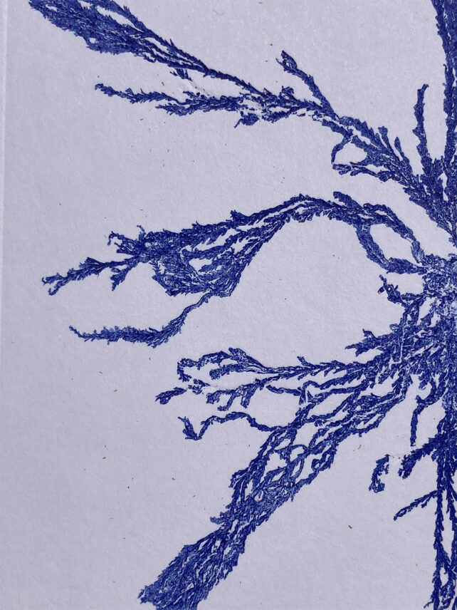 Monotype, empreinte d'une algue, pièce unique