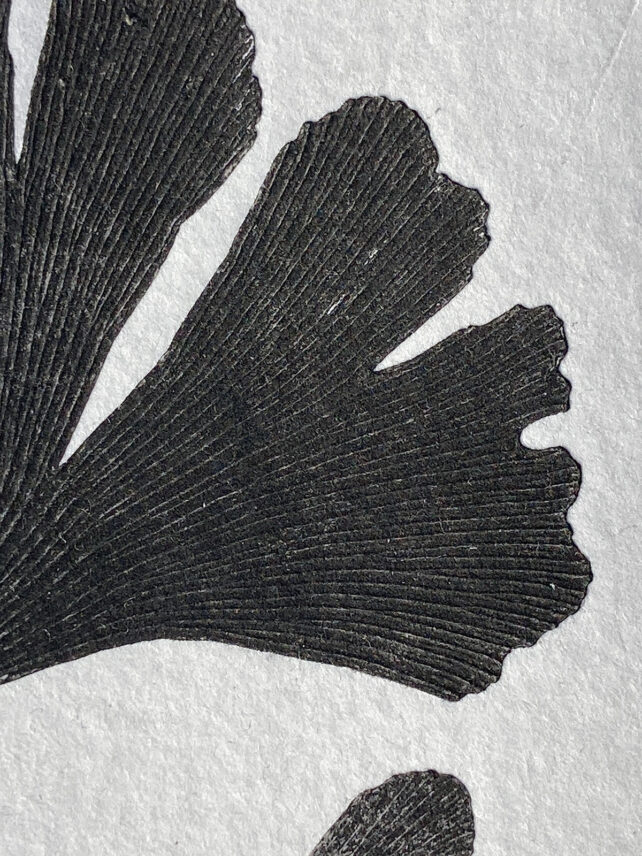 Monotype, empreinte réalisée à partir d'une vraie plante, pièce unique