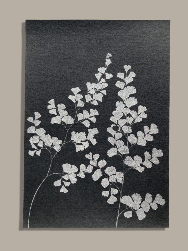 Capillaire adiantum – Image 2