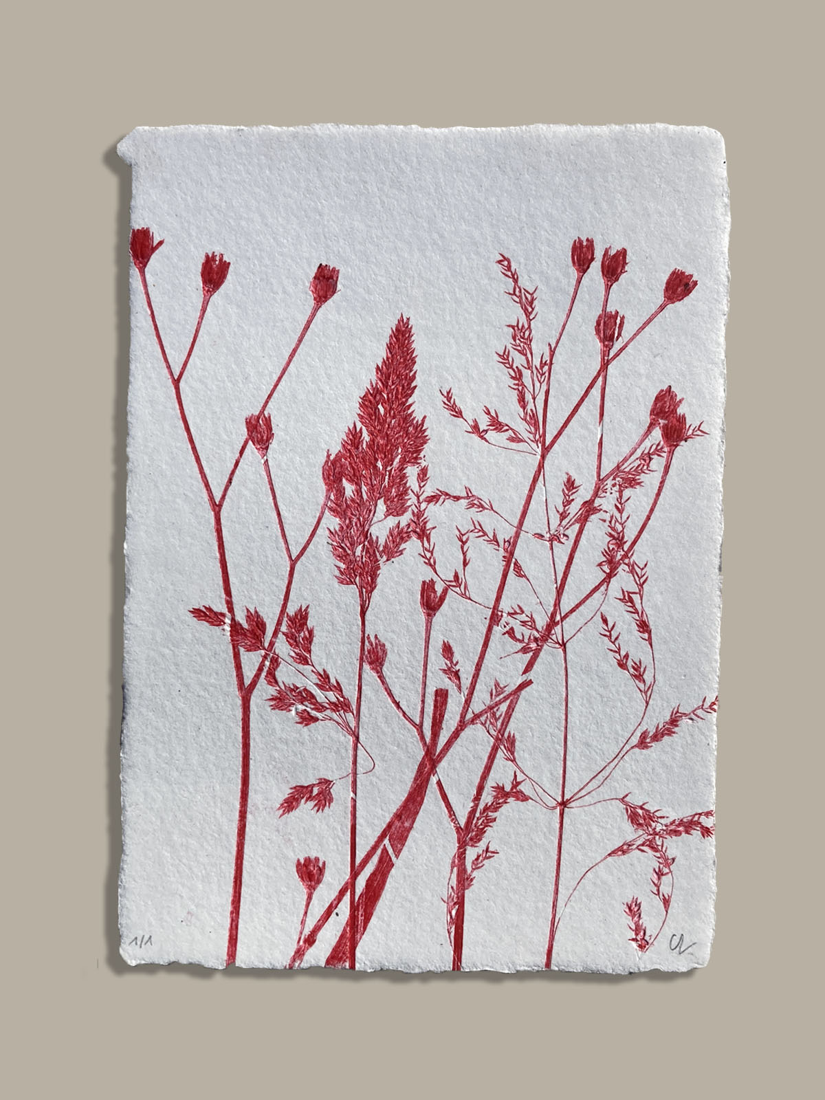 Monotype, empreinte réalisée à partir d'une vraie plante, pièce unique