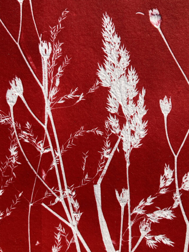 Monotype, empreinte réalisée à partir d'une vraie plante, pièce unique