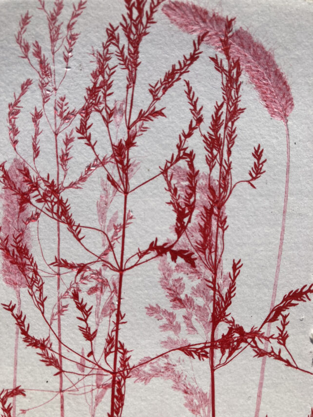 Monotype, empreinte réalisée à partir d'une vraie plante, pièce unique