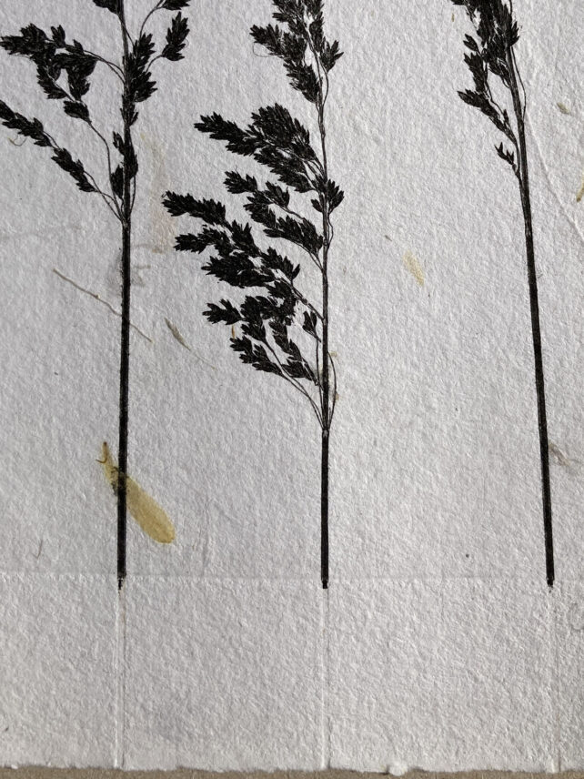 Monotype, empreinte réalisée à partir d'une vraie plante, pièce unique