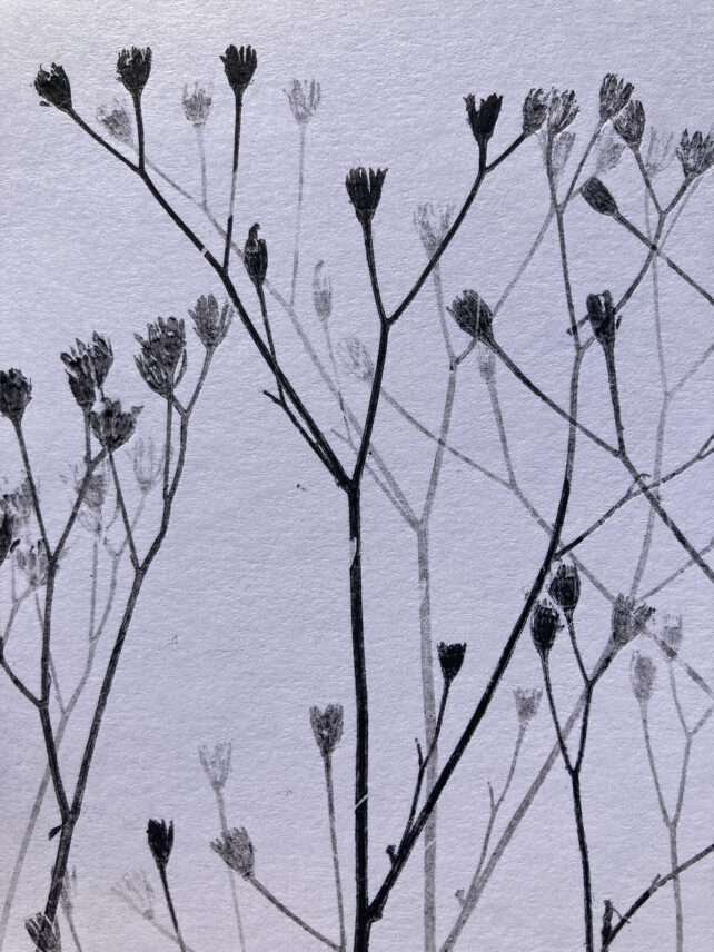 Monotype, empreinte réalisée à partir d'une vraie plante, pièce unique