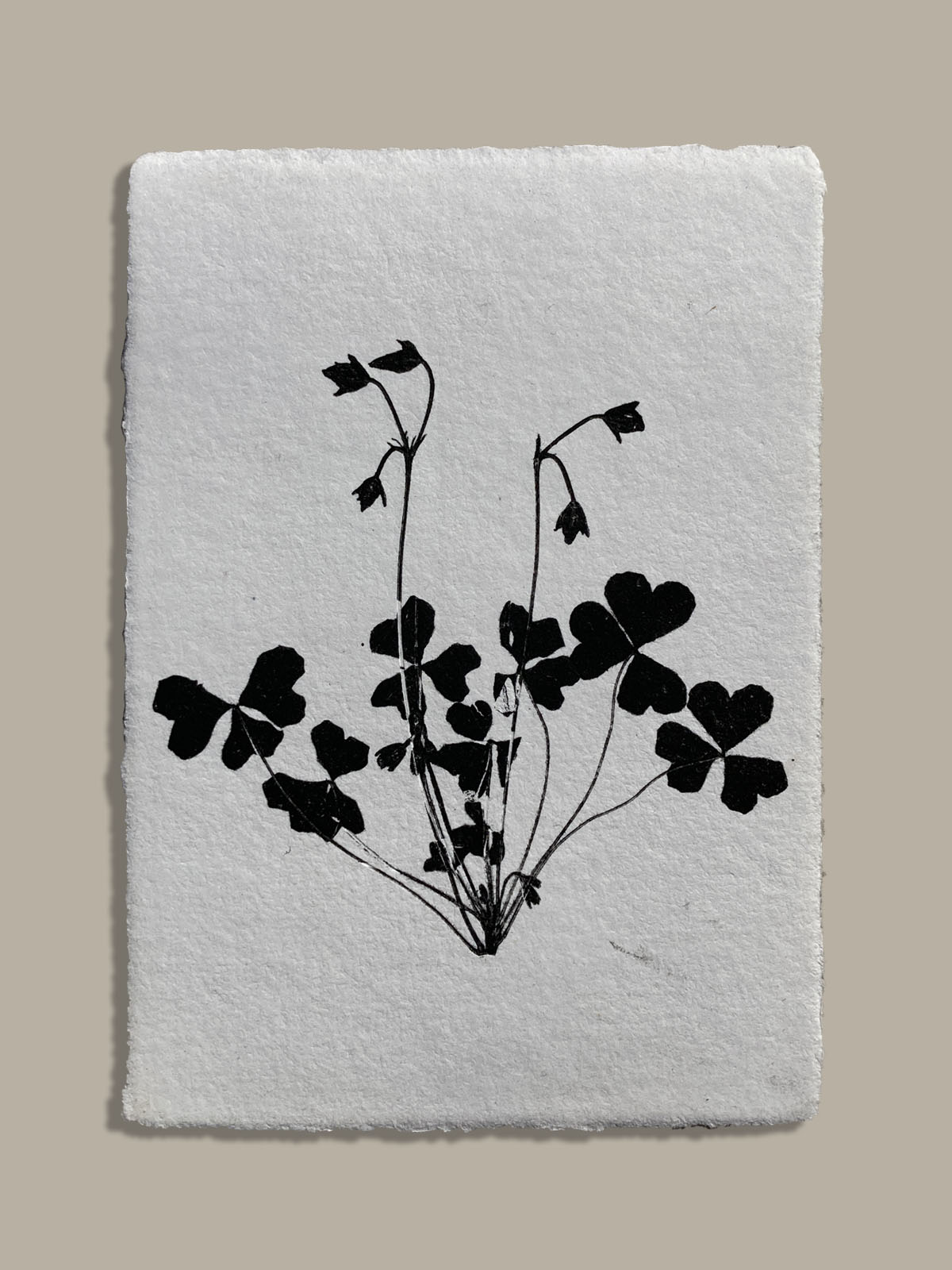 Monotype, empreinte réalisée à partir d'une vraie plante, pièce unique