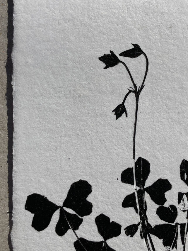 Monotype, empreinte réalisée à partir d'une vraie plante, pièce unique