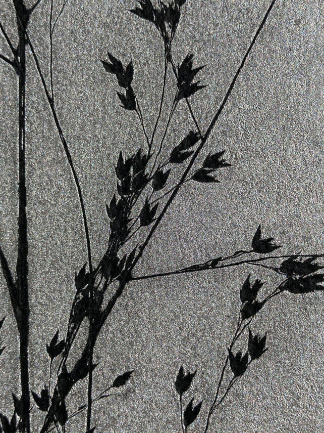 Monotype, empreinte réalisée à partir d'une vraie plante, pièce unique