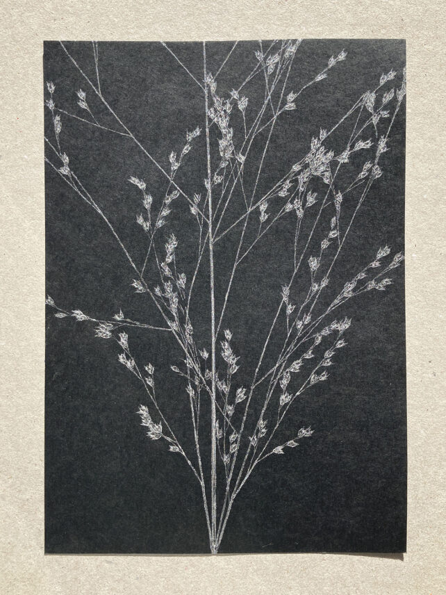 Monotype, empreinte réalisée à partir d'une vraie plante, pièce unique