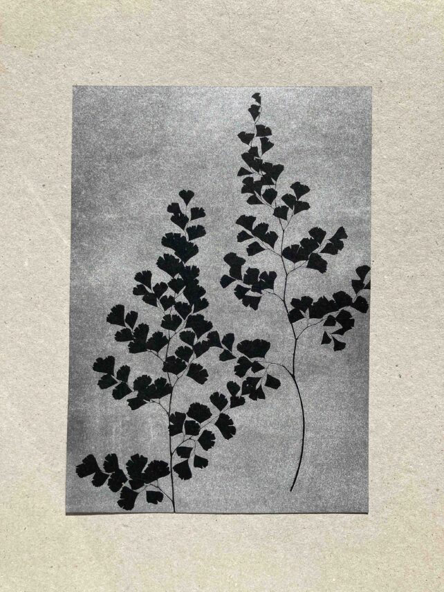 Capillaire Adiantum