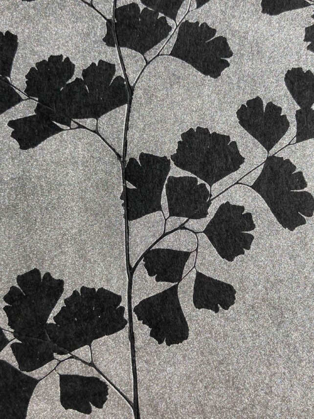 Capillaire Adiantum – Image 2