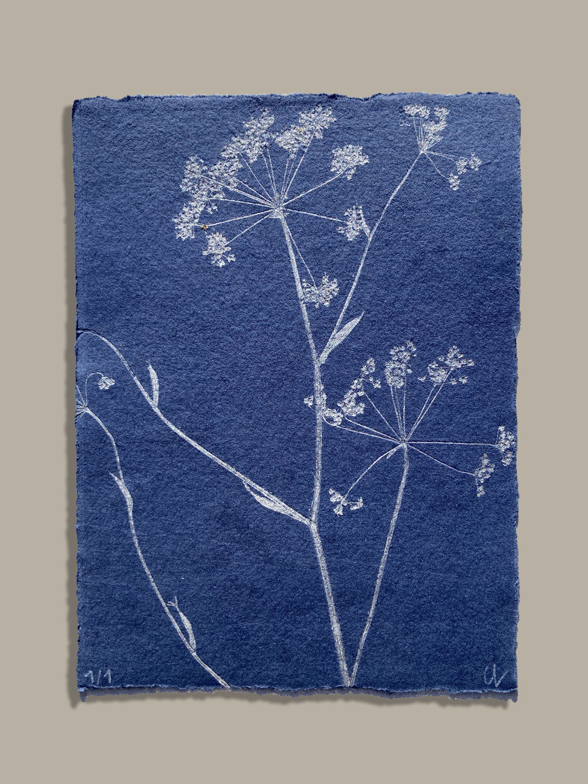 Monotype, empreinte réalisée à partir d'une vraie plante, pièce unique