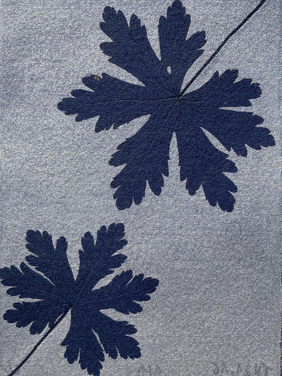 Monotype, empreinte réalisée à partir d'une vraie plante, pièce unique