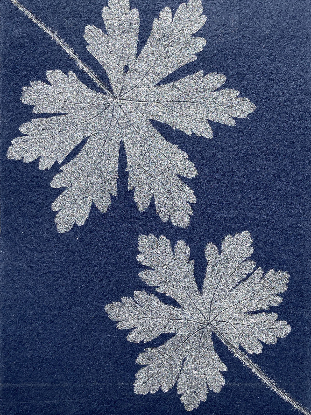 Monotype, empreinte réalisée à partir d'une vraie plante, pièce unique