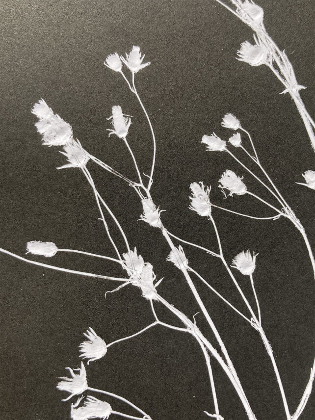 Monotype, empreinte réalisée à partir d'une vraie plante, pièce unique