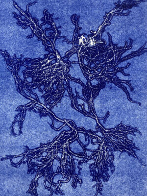 Monotype, empreinte d'une algue, pièce unique