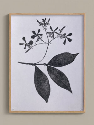 Monotype, empreinte réalisée à partir d'une vraie plante, pièce unique