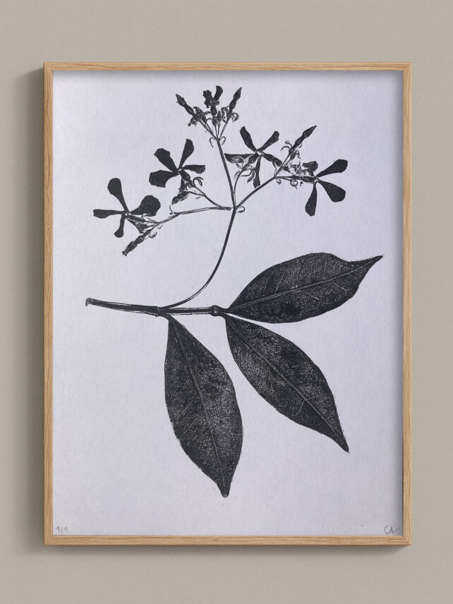 Monotype, empreinte réalisée à partir d'une vraie plante, pièce unique