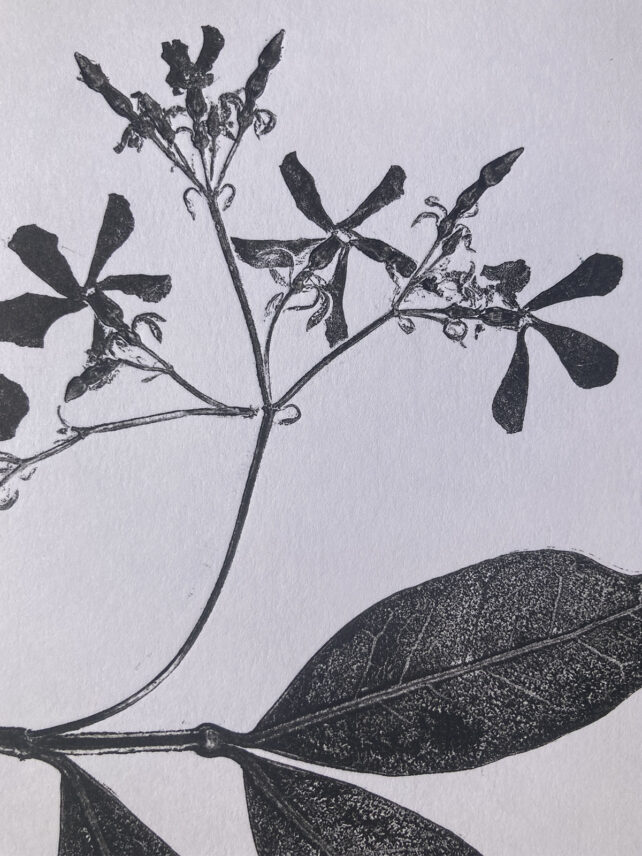Monotype, empreinte réalisée à partir d'une vraie plante, pièce unique