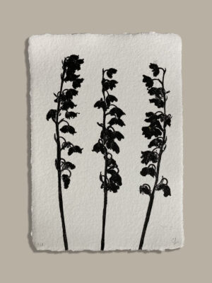 Monotype, empreinte réalisée à partir d'une vraie plante, pièce unique