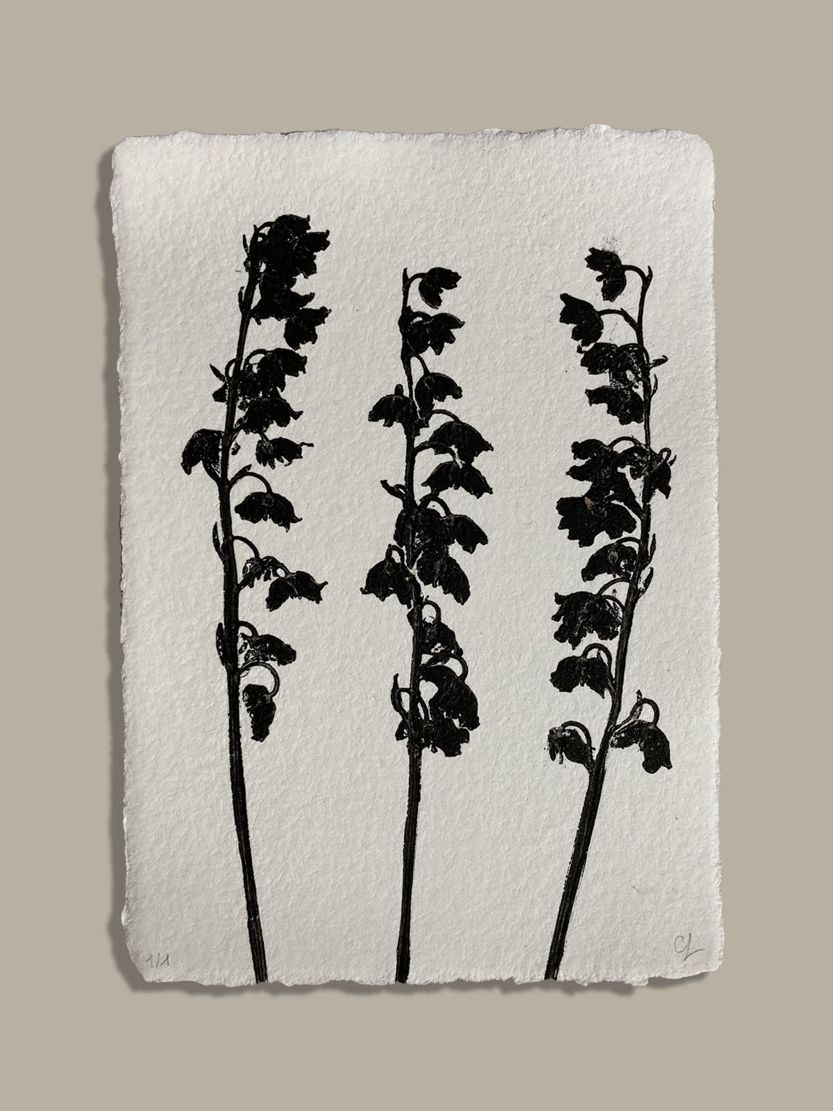 Monotype, empreinte réalisée à partir d'une vraie plante, pièce unique