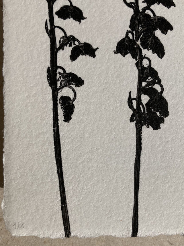 Monotype, empreinte réalisée à partir d'une vraie plante, pièce unique