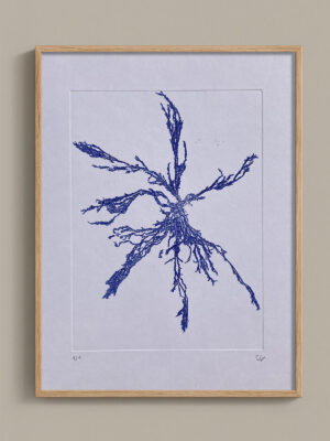 Monotype, empreinte d'une algue, pièce unique