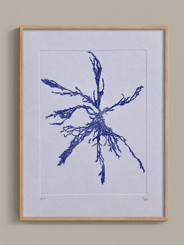 Monotype, empreinte d'une algue, pièce unique